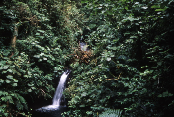 rain forest in costa rica